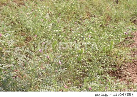 Chickpea plant on farm for harvest Chickpea plant on farm for harvest 139547897