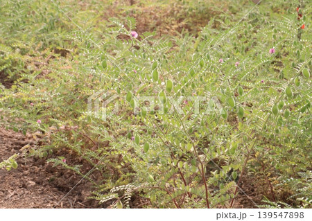 Chickpea plant on farm for harvest Chickpea plant on farm for harvest 139547898