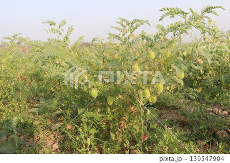 Chickpea plant on farm for harvest Chickpea plant on farm for harvest 139547904
