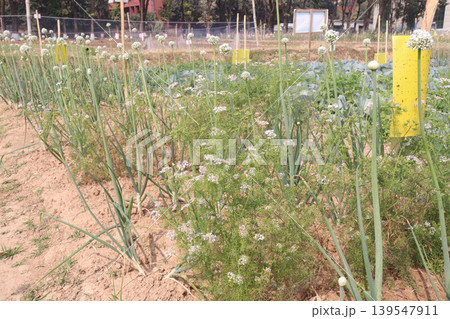onion and radish plant on farm for harvest onion and radish plant on farm for harvest 139547911