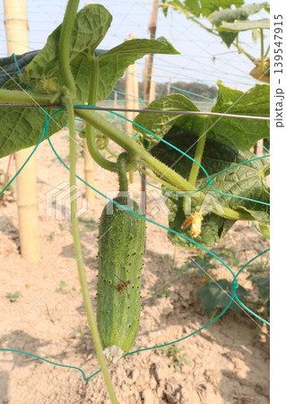 cucumber on plant in field for harvest cucumber on plant in field for harvest 139547915