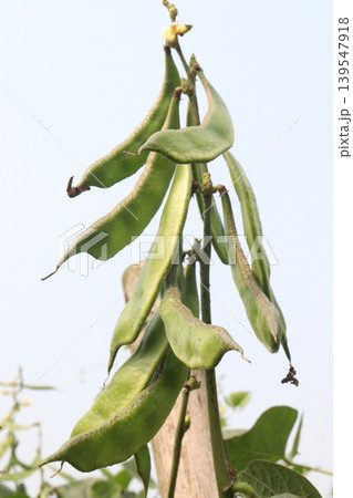Edamame on tree in farm for harvest Edamame on tree in farm for harvest 139547918