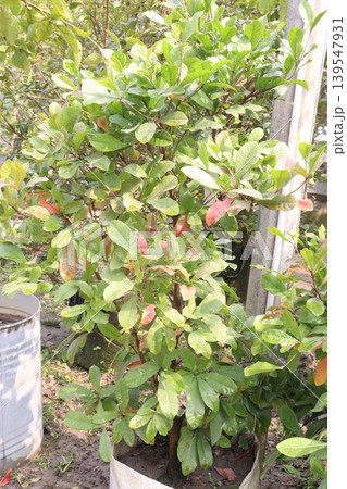 Miracle fruit plant on nursery Miracle fruit plant on nursery 139547931