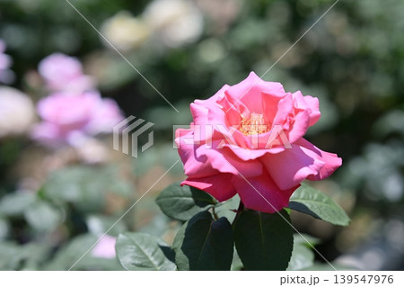 バラの花 ピンク色 初夏 5月 梅雨 イメージ バラの花 ピンク色 初夏 5月 梅雨 イメージ 139547976