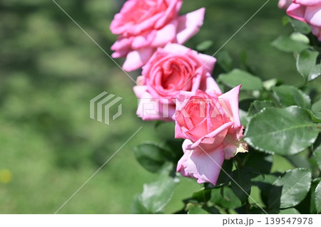 バラの花 ピンク色 初夏 5月 梅雨 イメージ バラの花 ピンク色 初夏 5月 梅雨 イメージ 139547978
