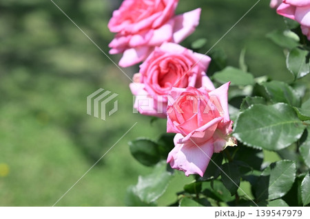 バラの花 ピンク色 初夏 5月 梅雨 イメージ バラの花 ピンク色 初夏 5月 梅雨 イメージ 139547979