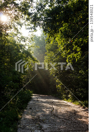 Gorgeous sun rays spill through thick woods, casting brilliant light on a rugged trail. A peaceful, early morning vibe in the boonies 139548021