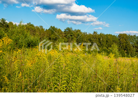 Sunny field bursting with vivid yellow goldenrod. A lush green treeline and blue sky with soft clouds in the distance Sunny field bursting with vivid yellow goldenrod. A lush green treeline and blue sky with soft clouds in the distance 139548027