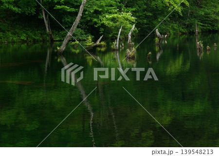 夏の長野県佐久補町の八千穂高原自然園は自然の生態がが残されています。 夏の長野県佐久補町の八千穂高原自然園は自然の生態がが残されています。 139548213