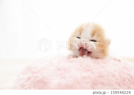 生後8日のスコティッシュフォールドの赤ちゃん 生後8日のスコティッシュフォールドの赤ちゃん 139548229
