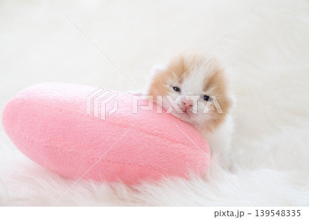 生後8日のスコティッシュフォールドの赤ちゃん 139548335