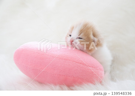 生後8日のスコティッシュフォールドの赤ちゃん 139548336