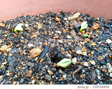 種蒔きした枝豆の発芽 139548409