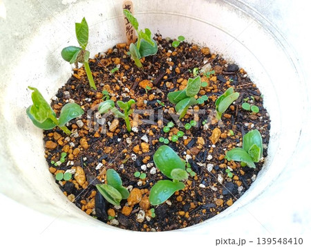 種蒔きした枝豆の発芽 種蒔きした枝豆の発芽 139548410