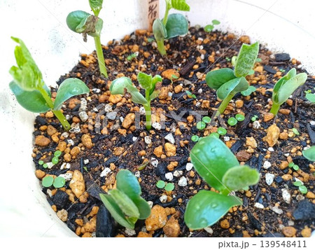 種蒔きした枝豆の発芽 139548411