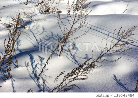 Crisp winter scene with delicate dried weeds poking through pristine snowdrifts, casting long, dramatic shadows. A serene, minimalist nature shot under bright sun 139548484