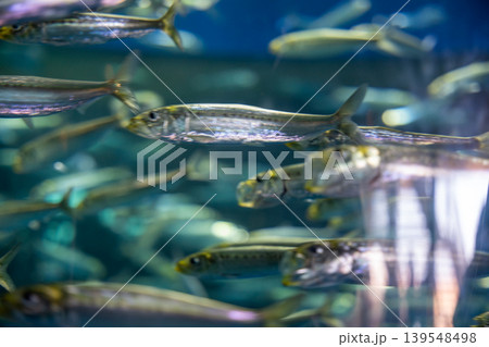 きらめく水中、群泳する魚たち きらめく水中、群泳する魚たち 139548498