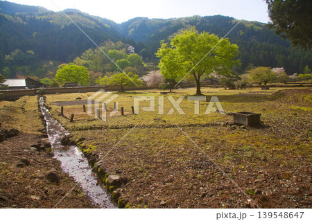 朝日が差し込む一乗谷朝倉氏遺跡の桜のある風景 朝日が差し込む一乗谷朝倉氏遺跡の桜のある風景 139548647