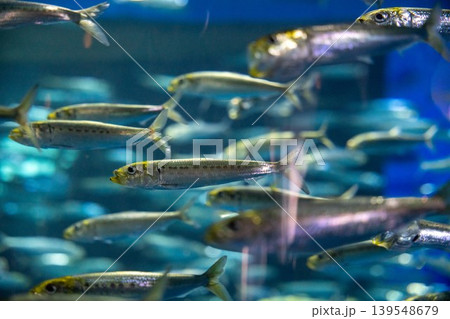 青い水中を泳ぐ小魚の群れ 青い水中を泳ぐ小魚の群れ 139548679