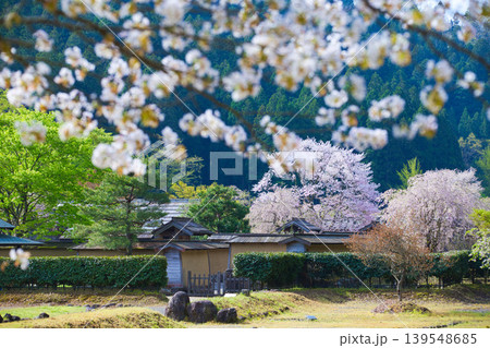 朝日が差し込む一乗谷朝倉氏遺跡の桜のある風景 朝日が差し込む一乗谷朝倉氏遺跡の桜のある風景 139548685