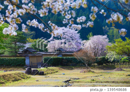 朝日が差し込む一乗谷朝倉氏遺跡の桜のある風景 139548686