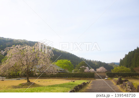 朝日が差し込む一乗谷朝倉氏遺跡の桜のある風景 朝日が差し込む一乗谷朝倉氏遺跡の桜のある風景 139548710