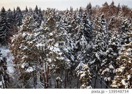 Majestic aerial of a snow-covered evergreen forest under an evening sun. Golden light paints frosted trees, capturing serene winter beauty and tranquil nature views 139548734