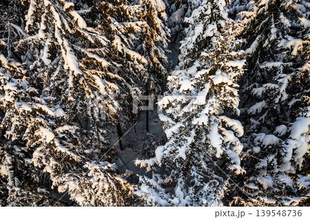 Serene aerial vista of a snow-laden evergreen forest bathed in soft, golden hour sunlight. Pristine winter wonderland, untouched and majestic Serene aerial vista of a snow-laden evergreen forest bathed in soft, golden hour sunlight. Pristine winter wonderland, untouched and majestic 139548736