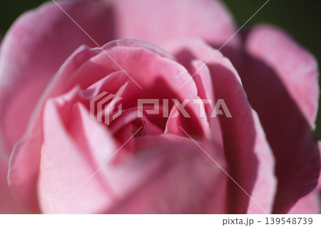 花壇に咲いた淡いピンク色のバラ 139548739