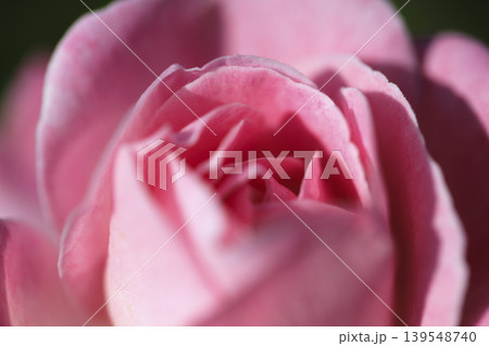 花壇に咲いた淡いピンク色のバラ 139548740
