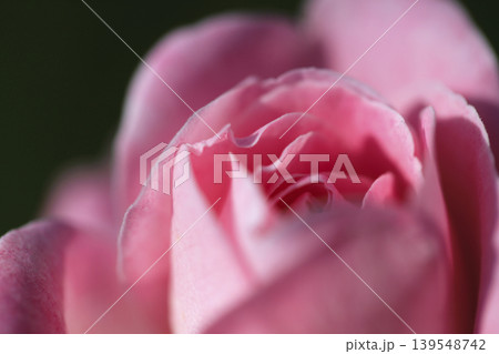 花壇に咲いた淡いピンク色のバラ 花壇に咲いた淡いピンク色のバラ 139548742