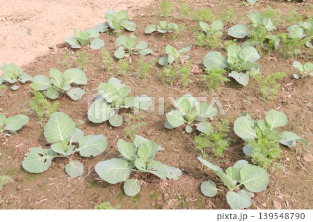 carrot and cabbage on farm for harvest are cash crops carrot and cabbage on farm for harvest are cash crops 139548790