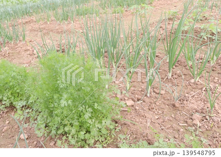 coriander and Onion plant on farm for harvest coriander and Onion plant on farm for harvest 139548795