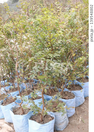 jaboticaba, Brazilian grape tree plant on farm for harvest jaboticaba, Brazilian grape tree plant on farm for harvest 139548802