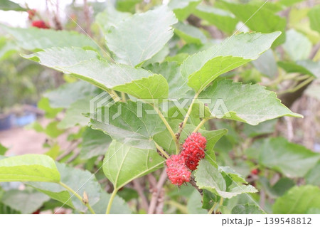 Mulberry on tree in farm for harvest 139548812