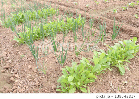 onion and radish plant on farm for harvest onion and radish plant on farm for harvest 139548817