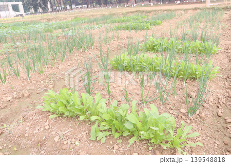 onion and radish plant on farm for harvest 139548818