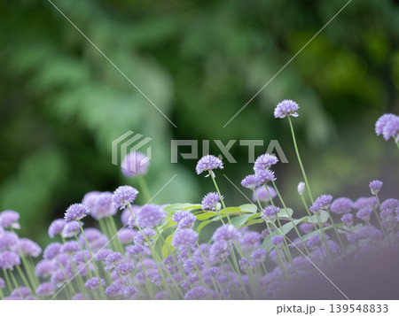 薄紫のシロウマアサツキの花 139548833