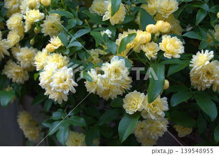 モッコウバラの黄色い花 モッコウバラの黄色い花 139548955