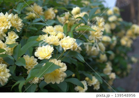 モッコウバラの黄色い花 モッコウバラの黄色い花 139548956