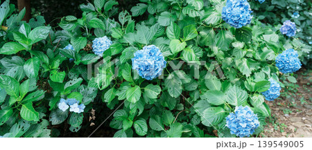 Hydrangea macrophylla Blossom in garden. Blue and purple hydrangeas flowers blooming in park 139549005