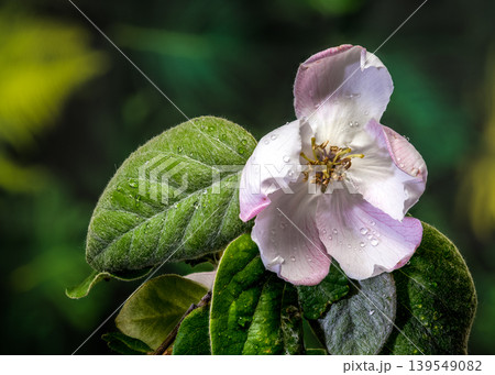 Close-up of a Pale Pink Quince Blossom 139549082
