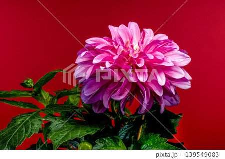Vibrant Pink Dahlia Flower with Water Drops on Red Background Vibrant Pink Dahlia Flower with Water Drops on Red Background 139549083