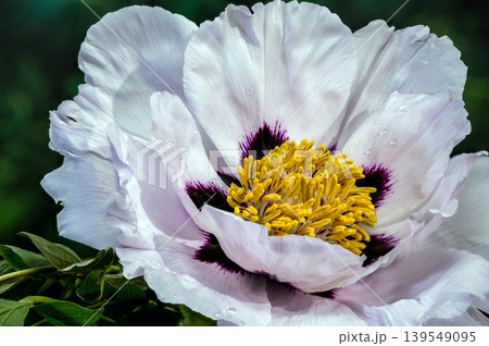 White Tree Peony Flower With Purple Center and Raindrops 139549095