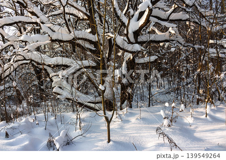 Thick snow blankets dark, tangled tree branches forming a magical winter forest scene with sunlight dappling the snowy ground Thick snow blankets dark, tangled tree branches forming a magical winter forest scene with sunlight dappling the snowy ground 139549264