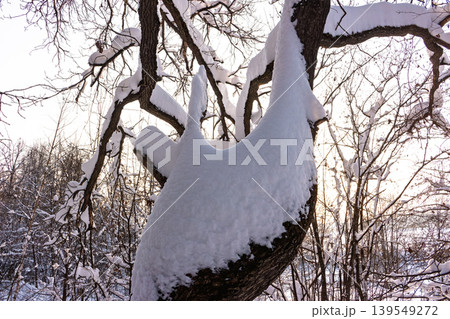 Thick white snow blankets massive tree branches against a bright winter sky, creating a striking contrast in the woods Thick white snow blankets massive tree branches against a bright winter sky, creating a striking contrast in the woods 139549272