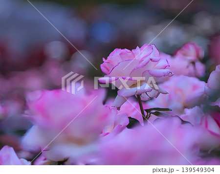 ピンク色の薔薇の花 139549304