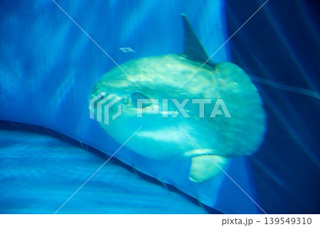 青い世界を優雅に泳ぐマンボウ 139549310