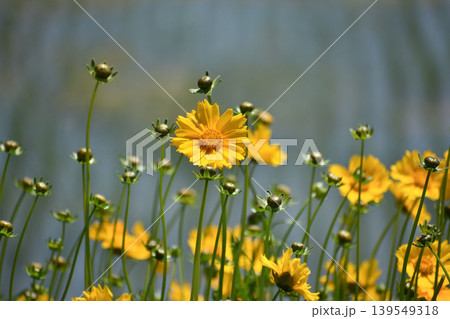 オオキンケイギクの花と蕾 オオキンケイギクの花と蕾 139549318
