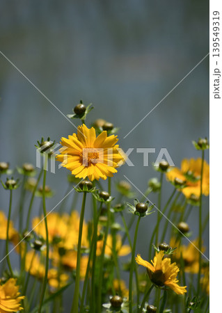 オオキンケイギクの花と蕾 オオキンケイギクの花と蕾 139549319